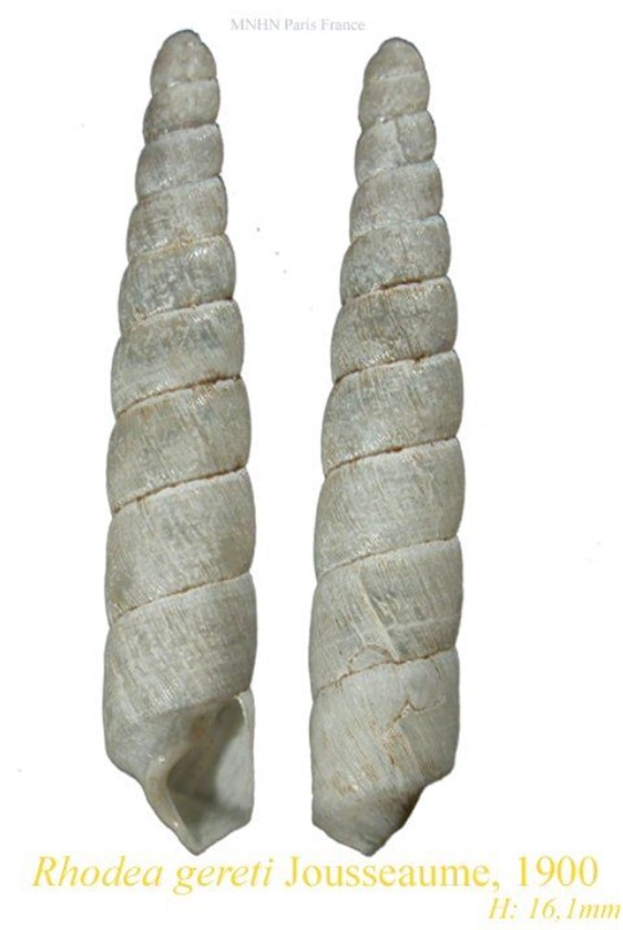 Rhodea gereti Jousseaume, 1900 ou Rhodea californica Rhodea gereti Jousseaume, 1900 ou Rhodea californica