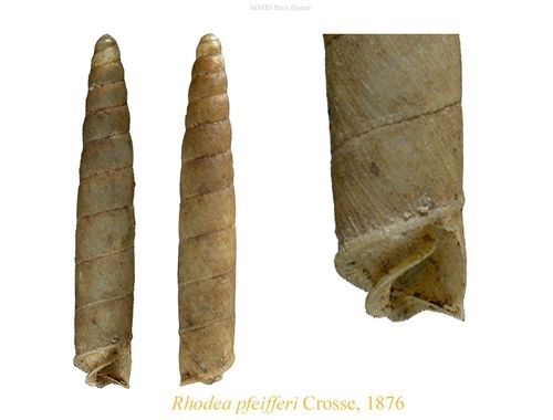 Rhodea californica (L. Pfeiffer, 1846) Rhodea californica (L. Pfeiffer, 1846)