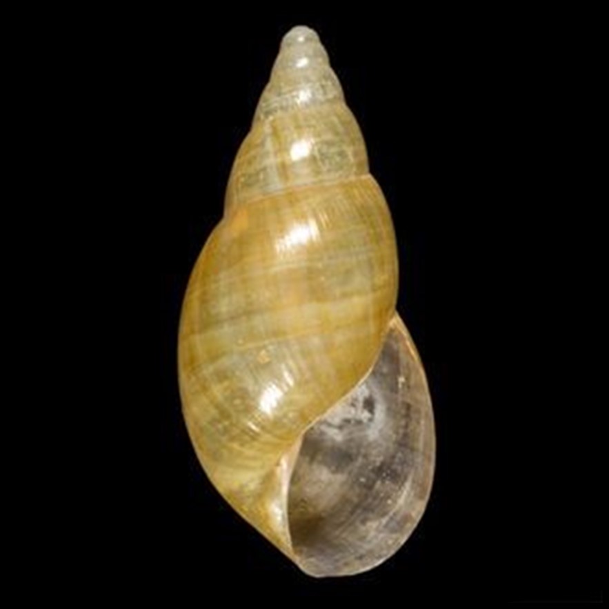 Synapterpes visendus (Hidalgo, 1869)