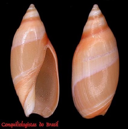 Amalda dimidiata (G. B. Sowerby II, 1859)