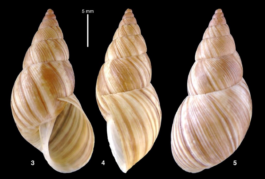 Bostryx beatimorum Breure, 2025 Bostryx beatimorum Breure, 2025