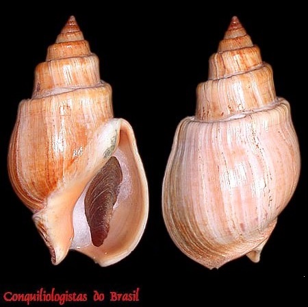 Buccinanops latus Pastorino & Simone, 2021