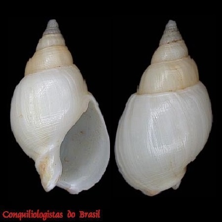 Buccinastrum uruguayense (Pilsbry, 1897)