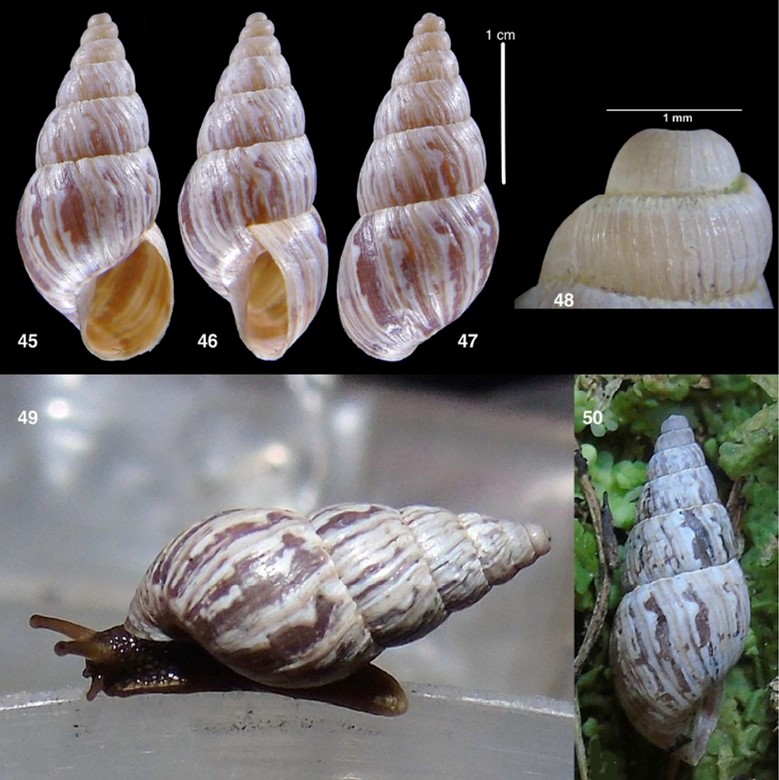 Naesiotus gracemontalvanae Mogollón & Breure, 202 Naesiotus gracemontalvanae Mogollón & Breure, 202