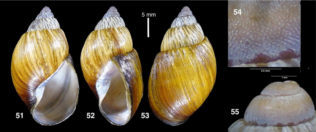 Suniellus coronensis Breure & Mogollón, 2025 Suniellus coronensis Breure & Mogollón, 2025