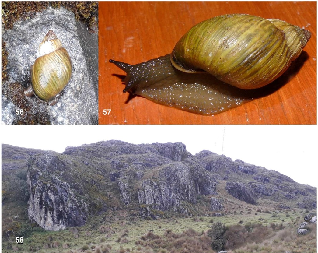 Suniellus coronensis Breure & Mogollón, 2025 Suniellus coronensis Breure & Mogollón, 2025