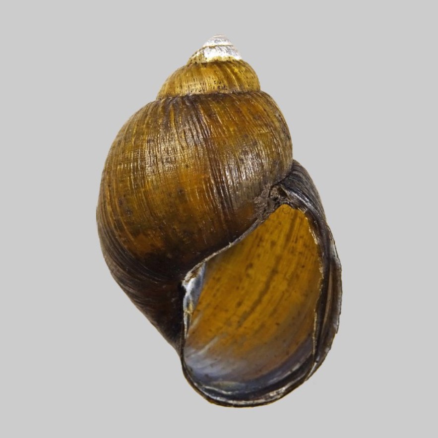 Suniellus tufinoensis sp.n., holotype QCAZI-278701. Shell height 34.3 mm.