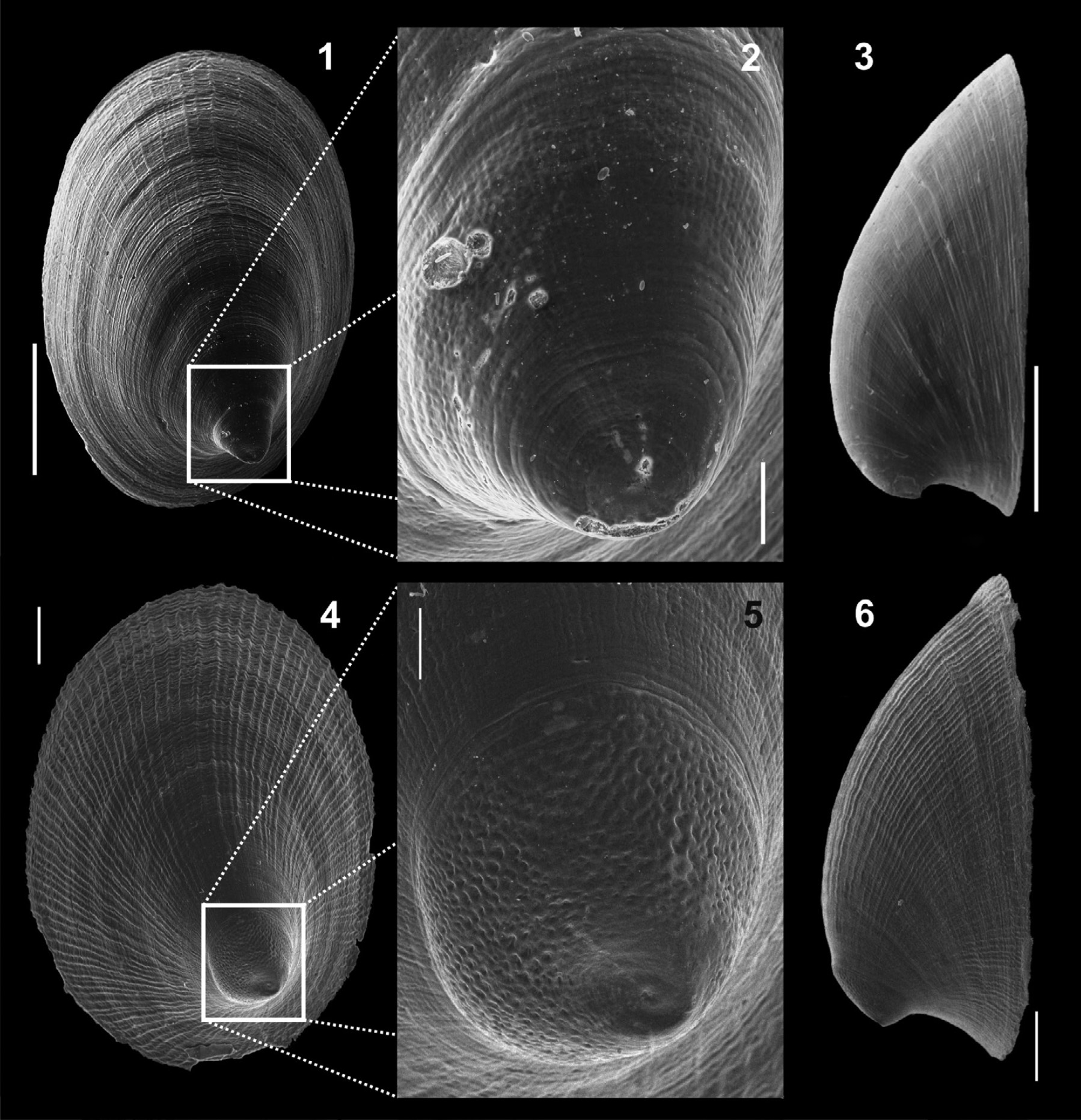 Anisancylus dutrae (S. B. Santos, 1994) Anisancylus dutrae (S. B. Santos, 1994)
