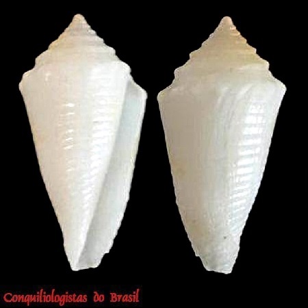 Conasprella altumstrictus (Fenzan & Minior, 2025)