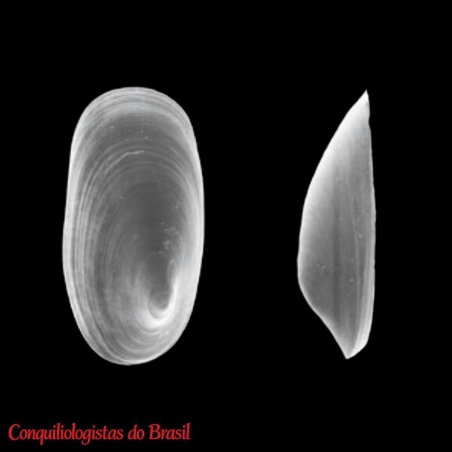 Gundlachia radiata (Guilding, 1828)