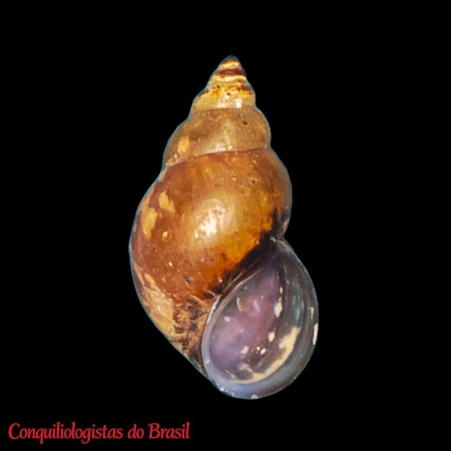 Littoridina davisi (M. C. P. Silva & Thomé, 1985)
