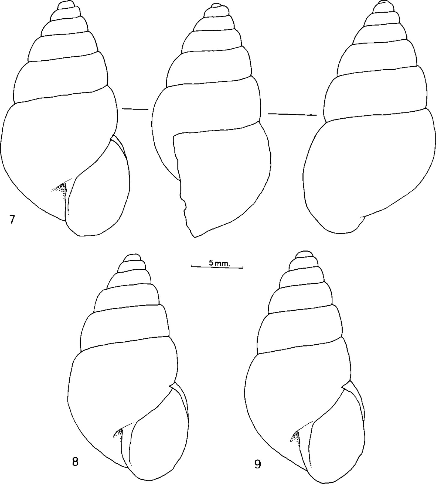 Naesiotus gerenorum Breure, 1977 Naesiotus gerenorum Breure, 1977