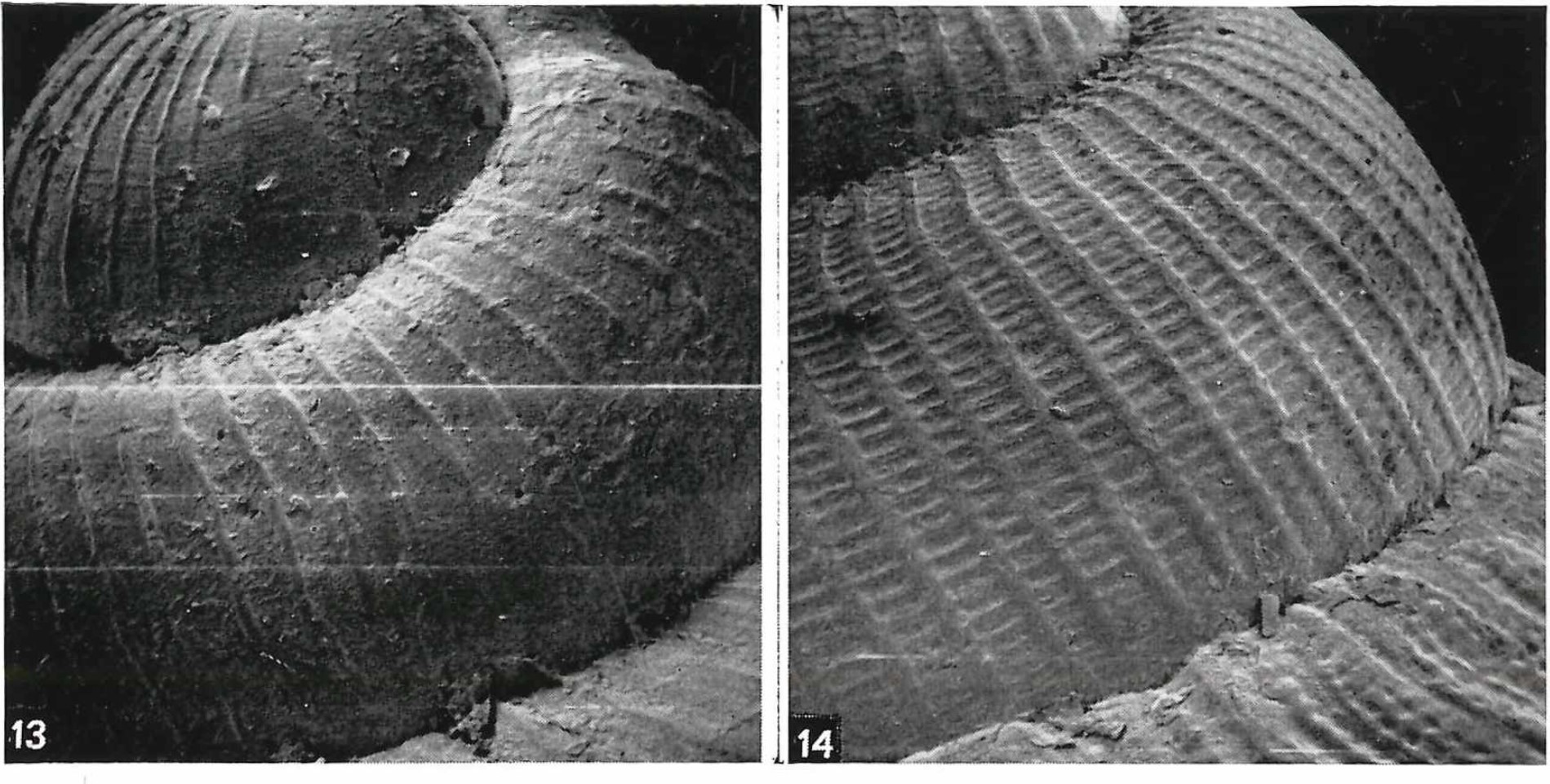 Naesiotus gerenorum Breure, 1977 Naesiotus gerenorum Breure, 1977