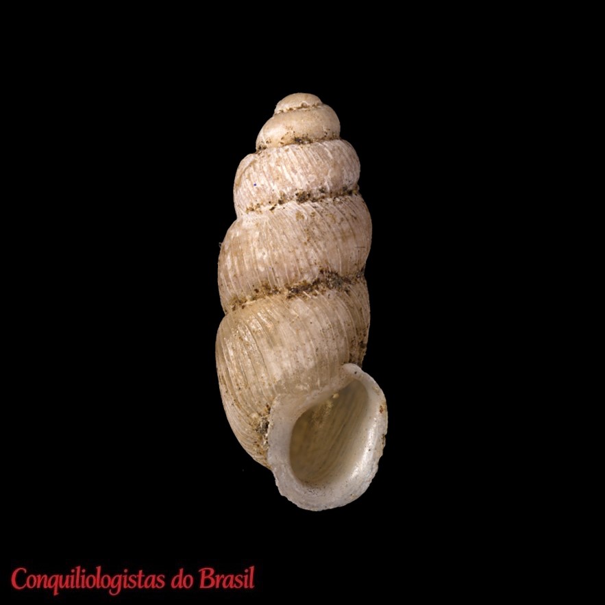 Pupoides paredesii (A. d'Orbigny, 1835)