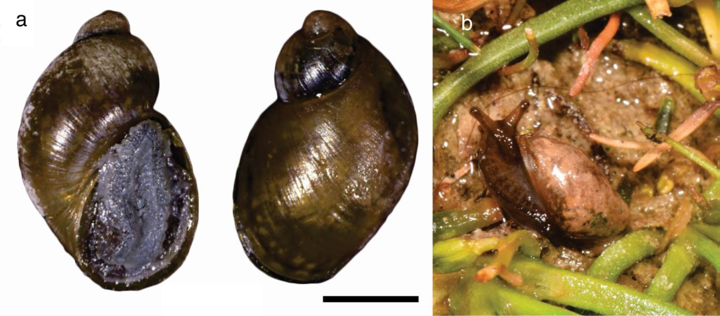 Succinea puna Tomassi & Cuezzo, 2021 Succinea puna Tomassi & Cuezzo, 2021
