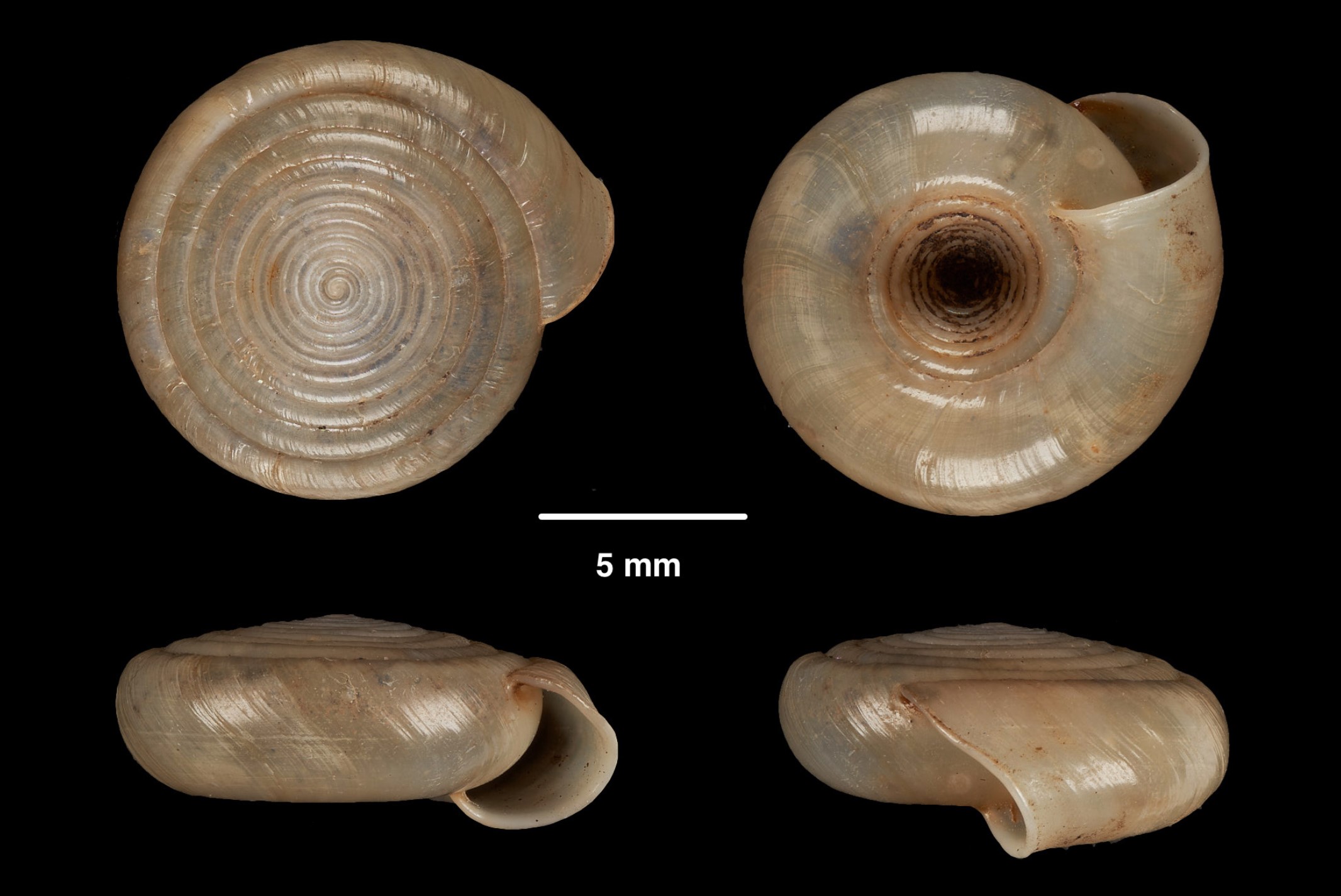 Systrophia systropha (Albers, 1854) Systrophia systropha (Albers, 1854)