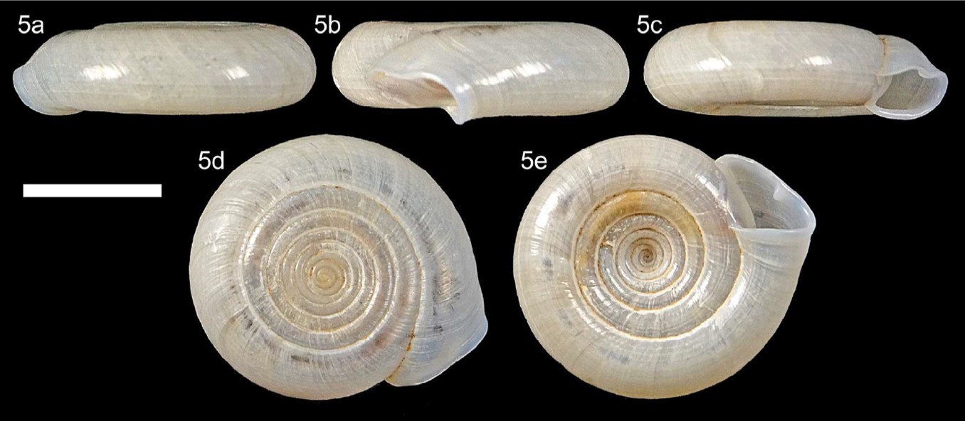 Systrophia unidentata Roosen & Dorado, 2025 Systrophia unidentata Roosen & Dorado, 2025