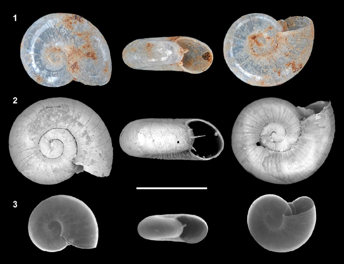 Xenodiscula yumbo Roosen, Weijsenfeld & Dorado, 2023 Xenodiscula yumbo Roosen, Weijsenfeld & Dorado, 2023