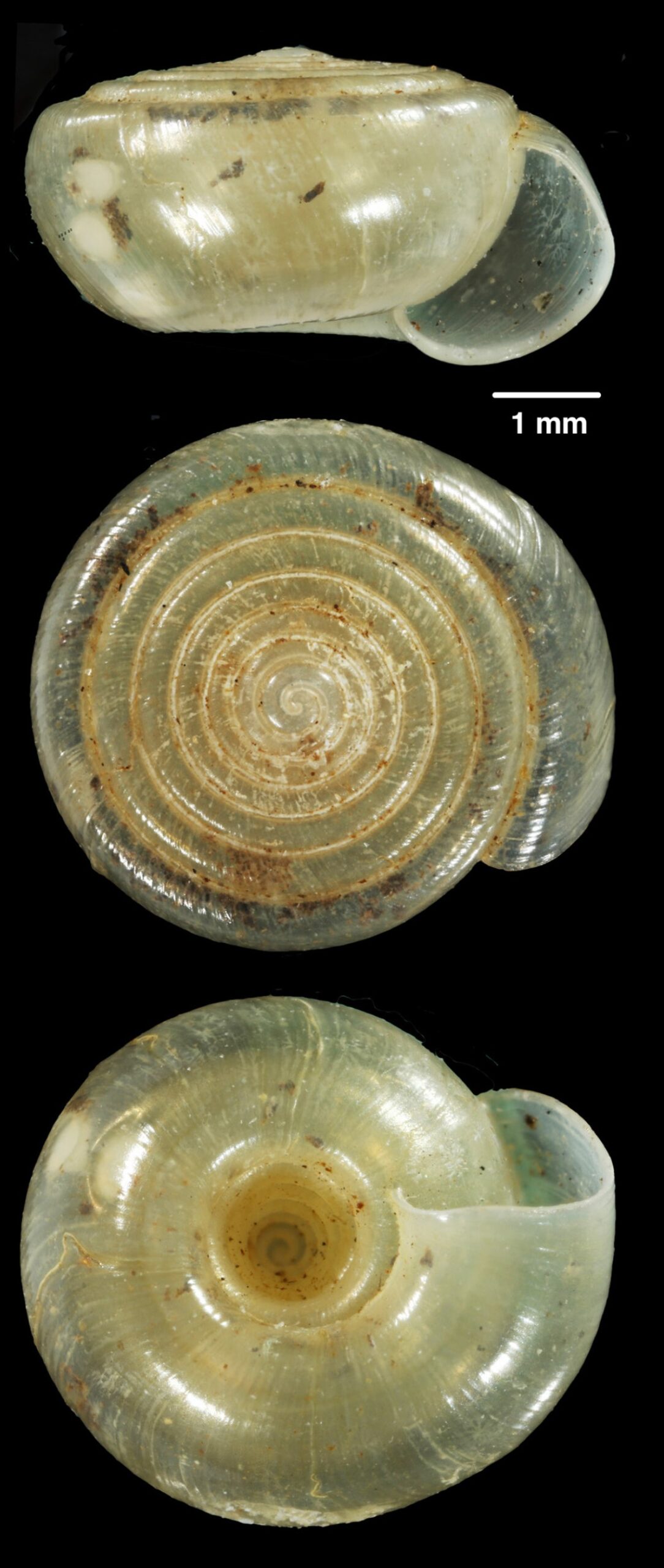 Zilchistrophia tridentata Weyrauch, 1960 Zilchistrophia tridentata Weyrauch, 1960