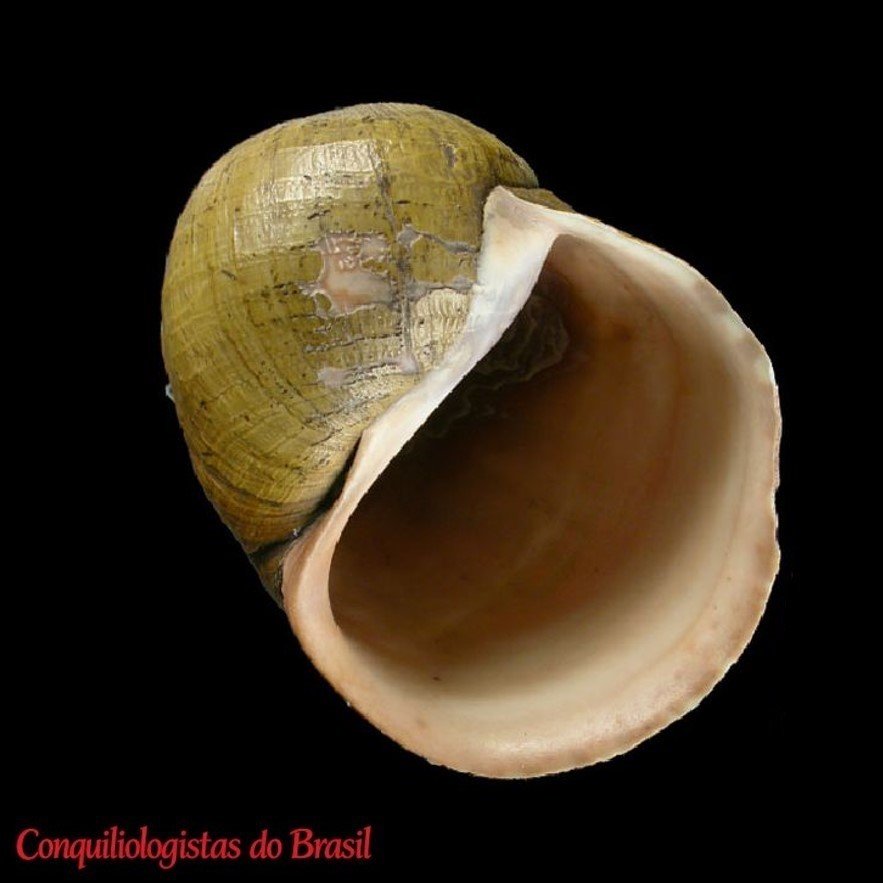 Ampullaria neritoides A. d'Orbigny, 1835Ampullaria neritoides A. d'Orbigny, 1835