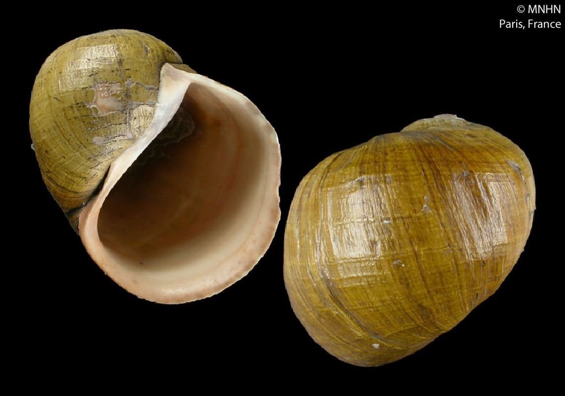 Pomacea megastoma (G. B. Sowerby I, 1825) Pomacea megastoma (G. B. Sowerby I, 1825)