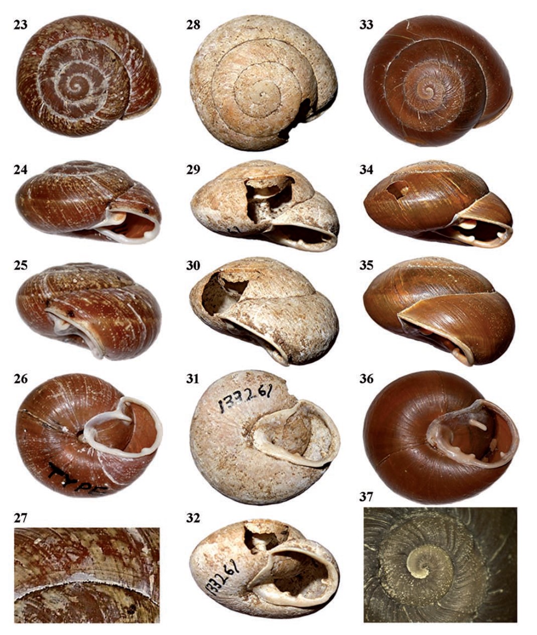 Isomeria medemi Solem, 1966 Isomeria medemi Solem, 1966