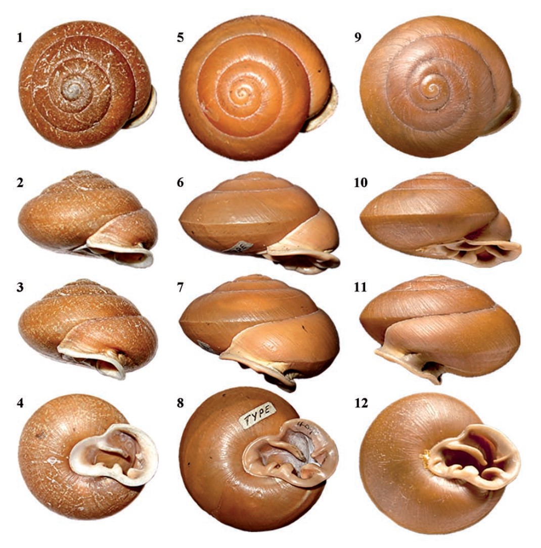 Labyrinthus clappi (Pilsbry, 1901) Labyrinthus clappi (Pilsbry, 1901)