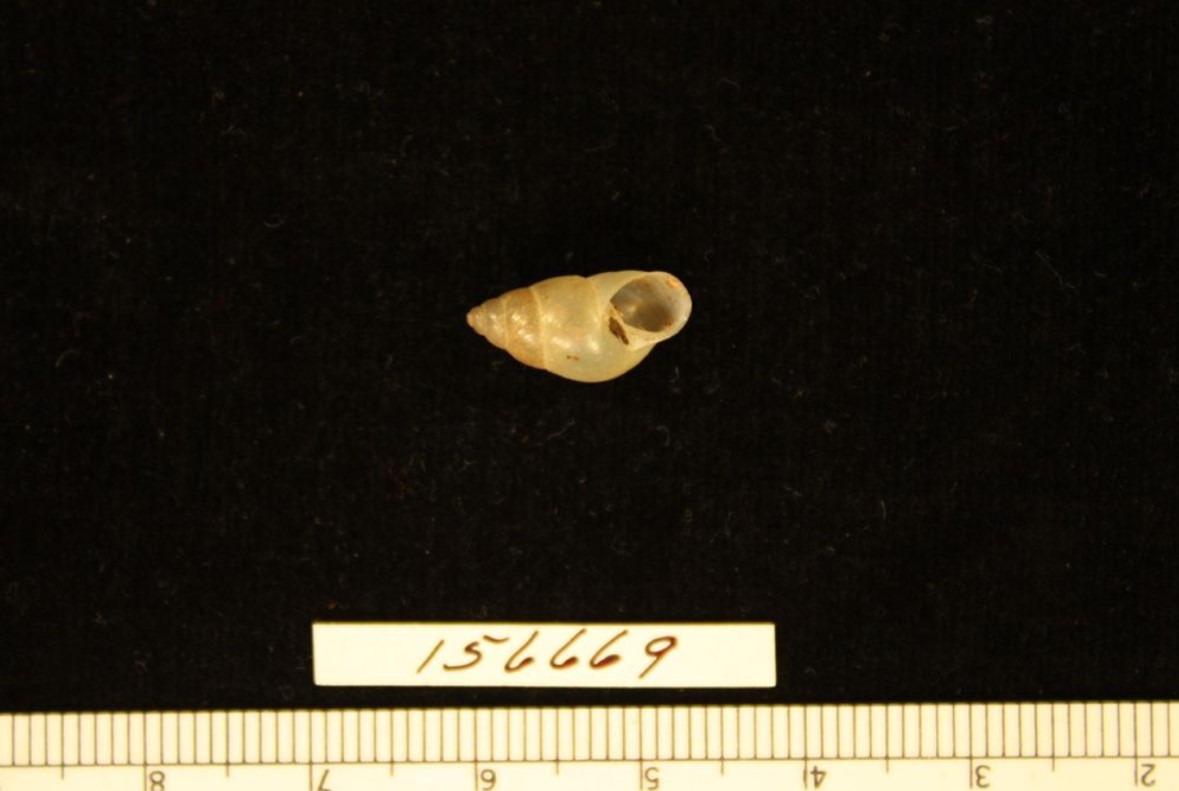 Bulimulus ucayalensis (Crosse, 1871) Bulimulus ucayalensis (Crosse, 1871)