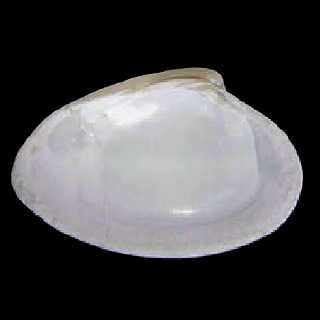 VESICOMYIDAE