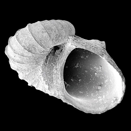 SCISSURELLIDAE