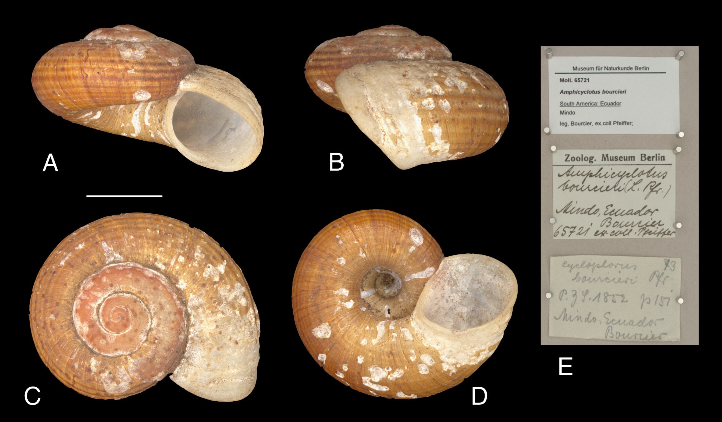Calaperostoma bourcieri (L. Pfeiffer, 1852) Calaperostoma bourcieri (L. Pfeiffer, 1852)