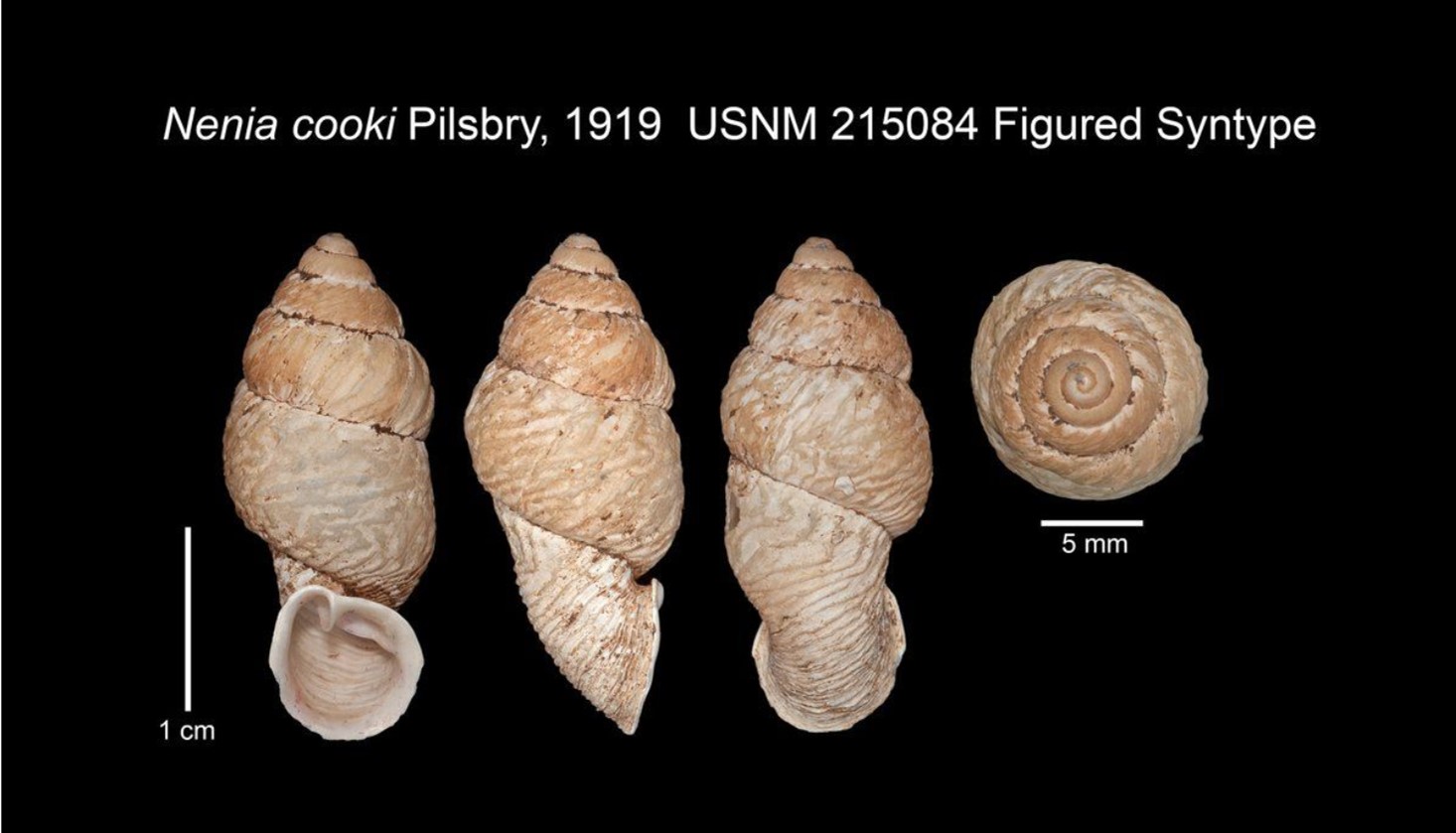 Columbinia cooki (Pilsbry, 1919) SYNTYPE USNM 215084 Columbinia cooki (Pilsbry, 1919) SYNTYPE USNM 215084