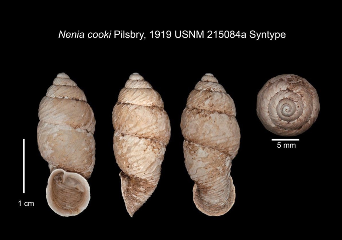Columbinia cooki (Pilsbry, 1919) SYNTYPE USNM 215084 Columbinia cooki (Pilsbry, 1919) SYNTYPE USNM 215084