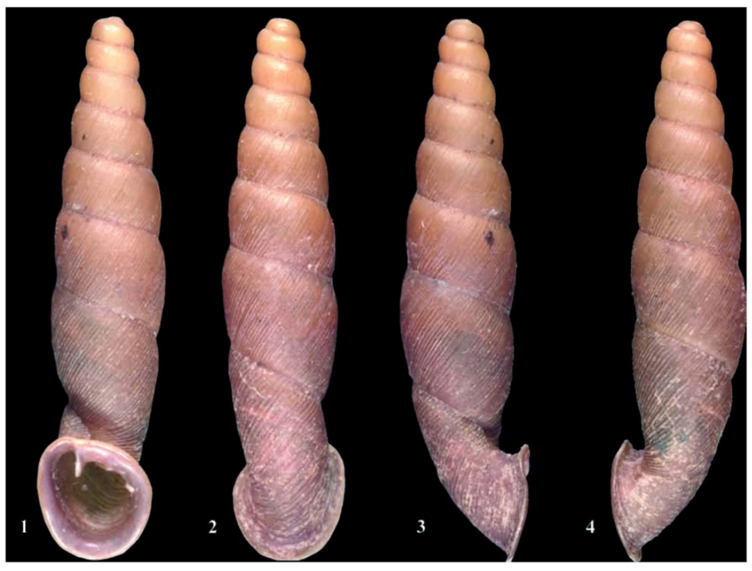 Columbinia exul F. G. Thompson, 2008 Columbinia exul F. G. Thompson, 2008