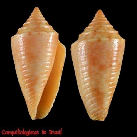 Conasprella alagoensis (A. Monteiro, Crabos & D. Monteiro, 2025)