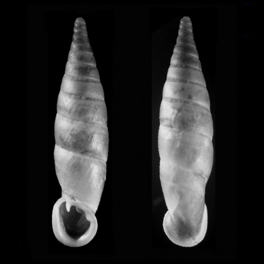 Cyclonenia sanmarcos Grego & Szekeres, 2004 Cyclonenia sanmarcos Grego & Szekeres, 2004