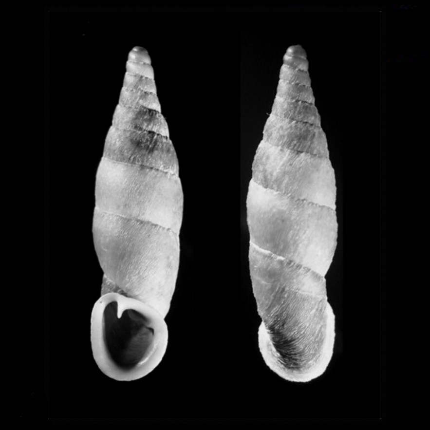 Cyclonenia sanmarcos brevis Grego & Szekeres, 2004 Cyclonenia sanmarcos brevis Grego & Szekeres, 2004