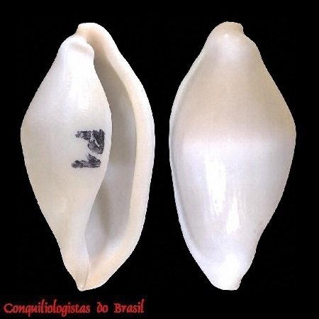 Cyphoma versicolor Fehse, 2003