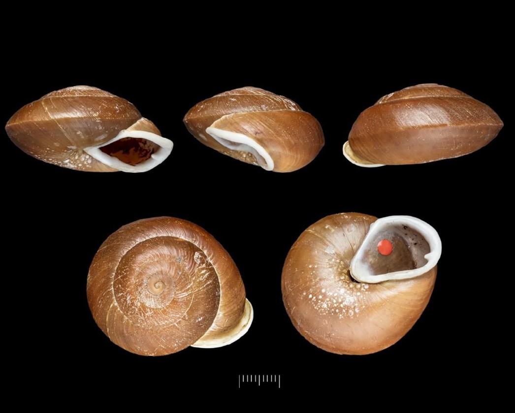 Isomeria jacksoni Solem, 1966 Isomeria jacksoni Solem, 1966