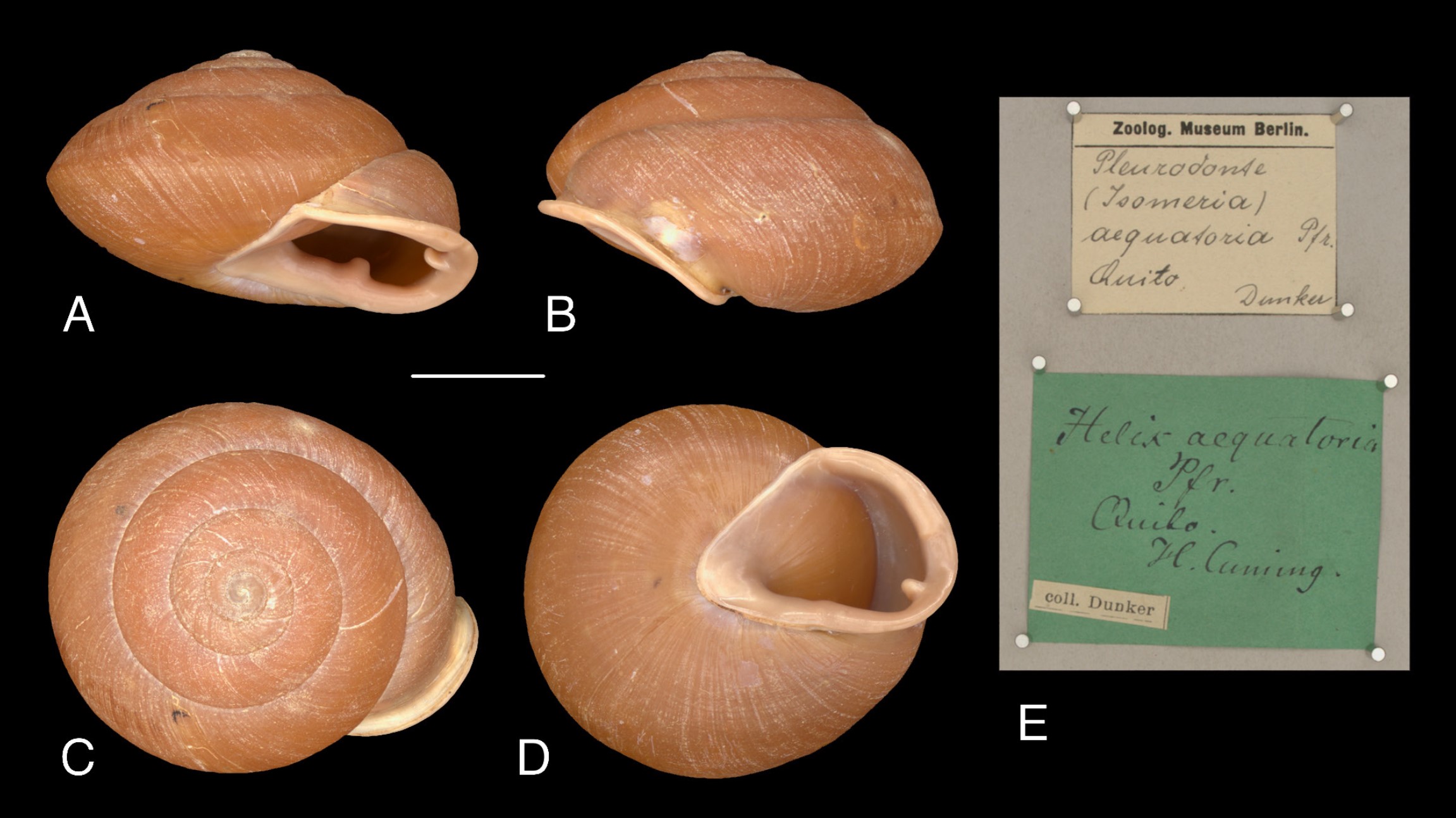 Isomeria aequatoria (L. Pfeiffer, 1860) Isomeria aequatoria (L. Pfeiffer, 1860)