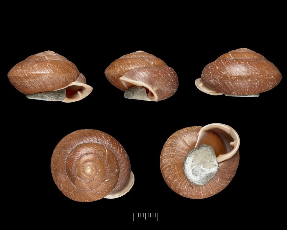 Isomeria aequatoria (L. Pfeiffer, 1860) Isomeria aequatoria (L. Pfeiffer, 1860)