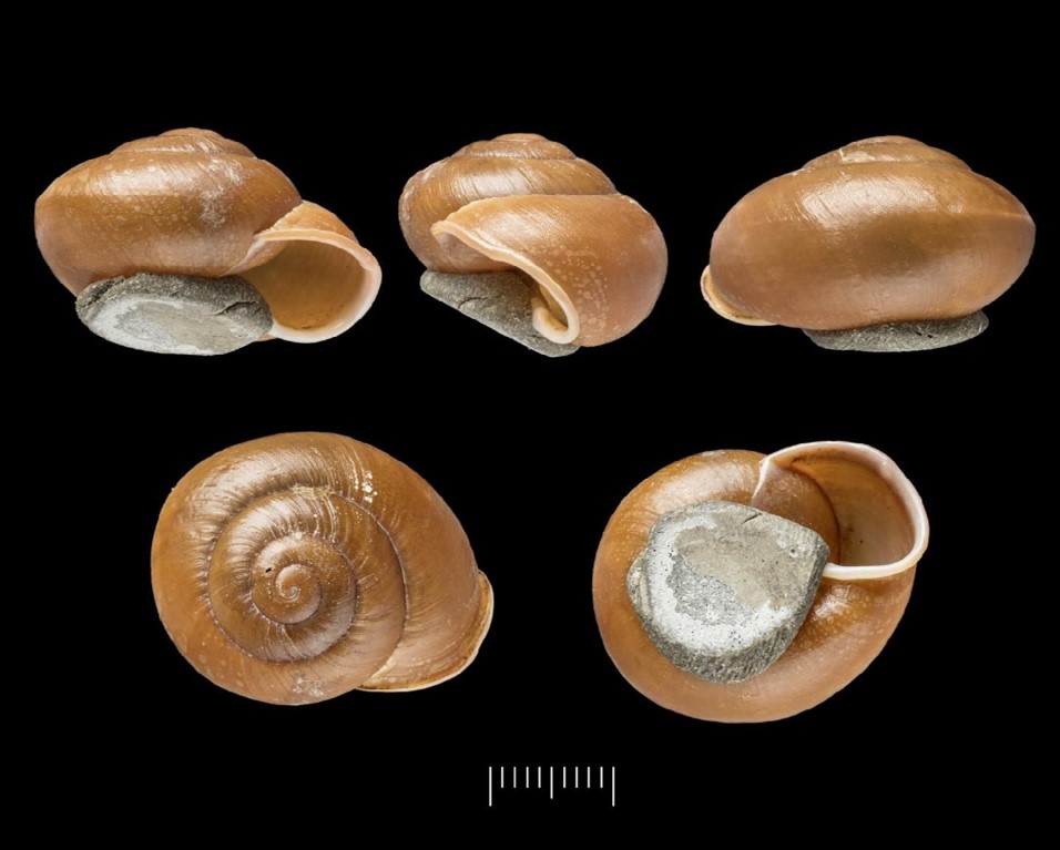 Isomeria bituberculata (Reeve, 1852) Isomeria bituberculata (Reeve, 1852)