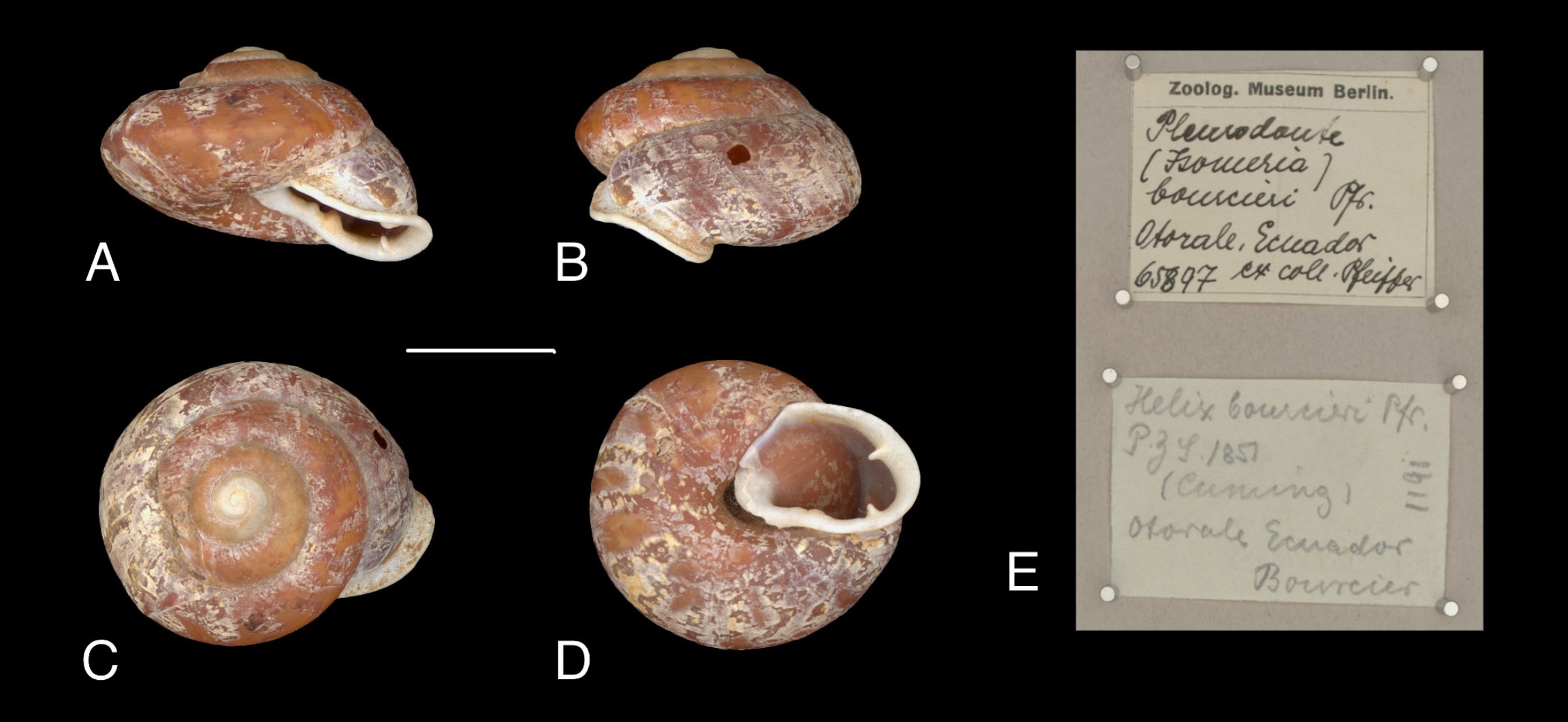 Isomeria bourcieri (Reeve, 1852) Isomeria bourcieri (Reeve, 1852)