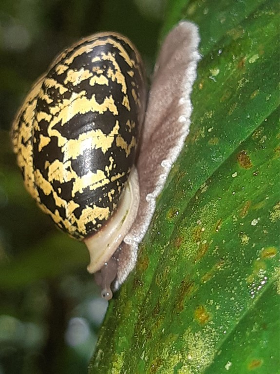 Isomeria bourcieri (Reeve, 1852) Isomeria bourcieri (Reeve, 1852)