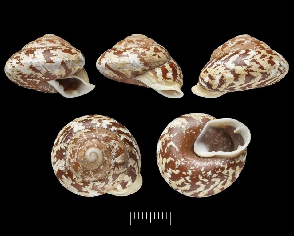 Isomeria bourcieri (Reeve, 1852) Isomeria bourcieri (Reeve, 1852)