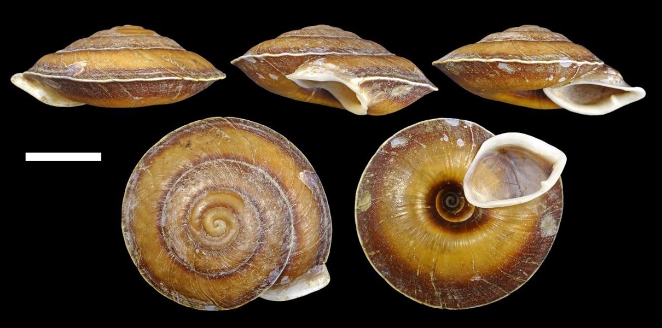 Isomeria incomparabilis Roosen & Dorado, 2025 Isomeria incomparabilis Roosen & Dorado, 2025