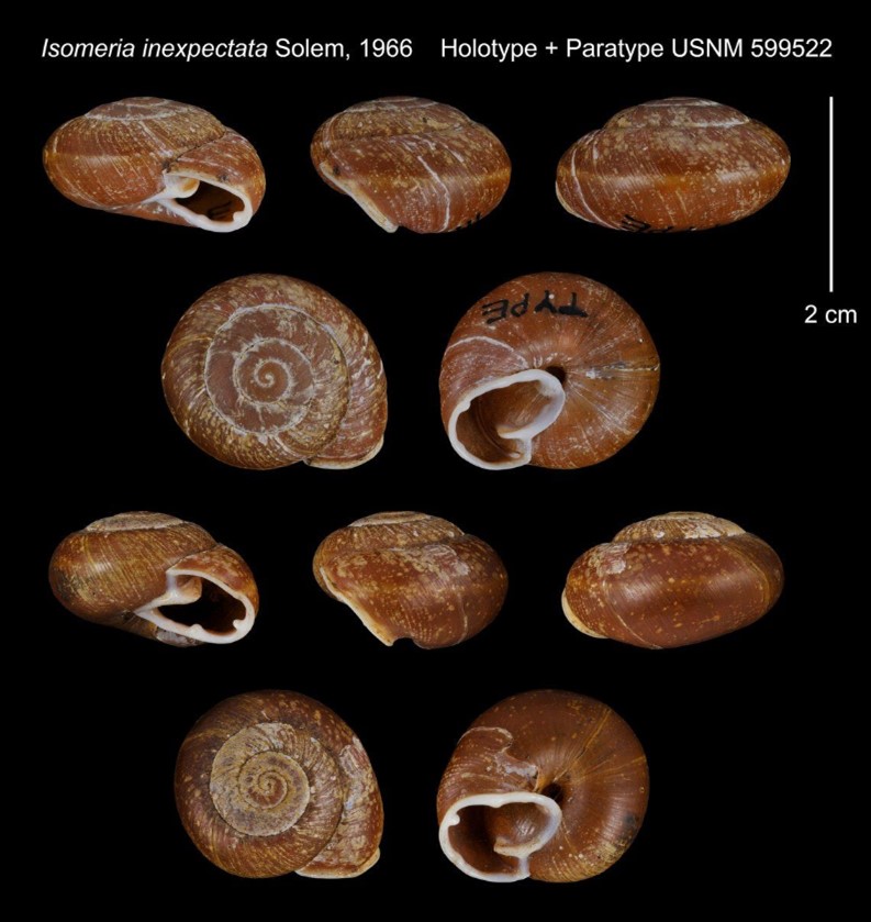 Isomeria inexpectata Solem, 1966 Isomeria inexpectata Solem, 1966
