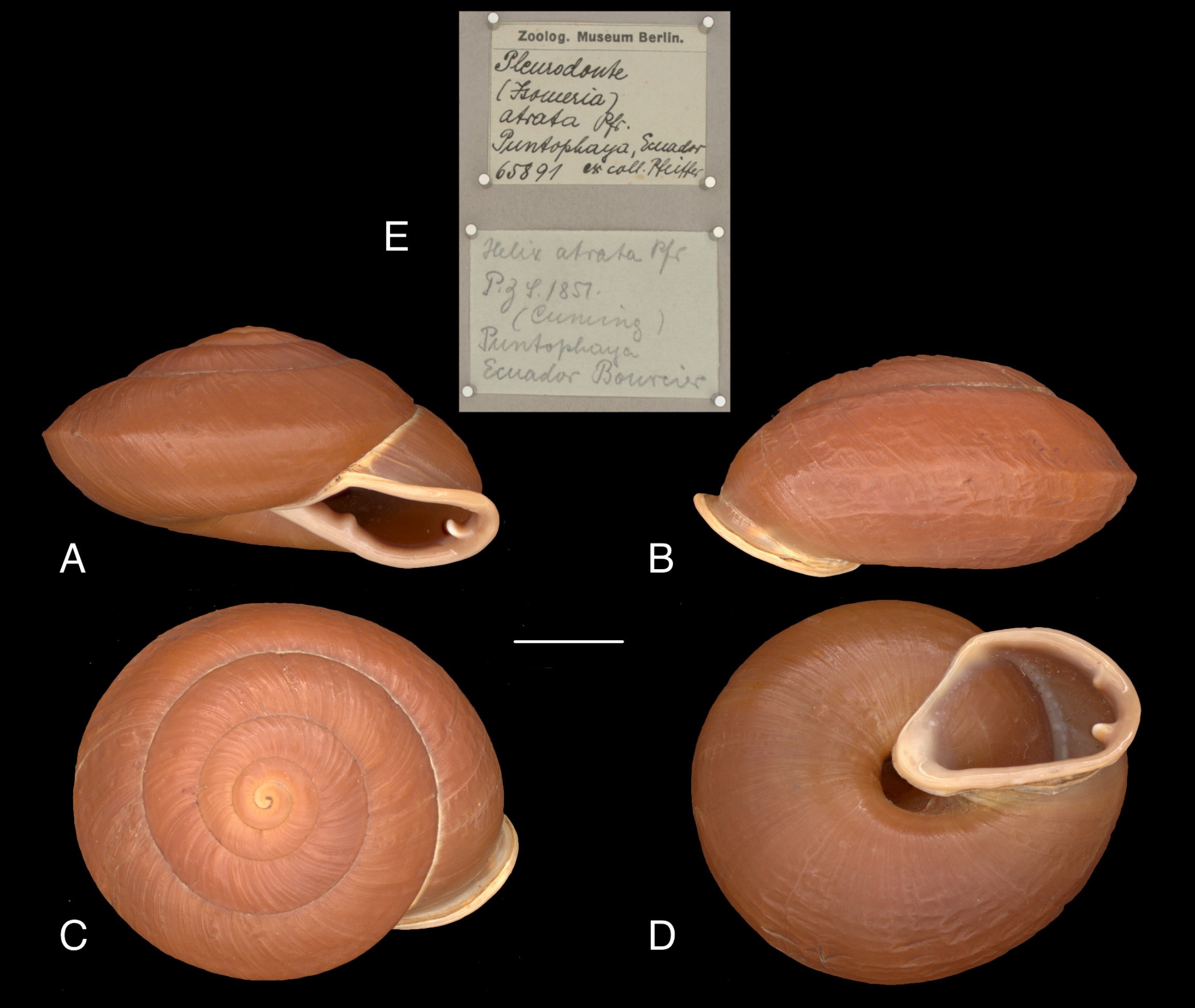 Isomeria jacksoni Solem, 1966 Isomeria jacksoni Solem, 1966