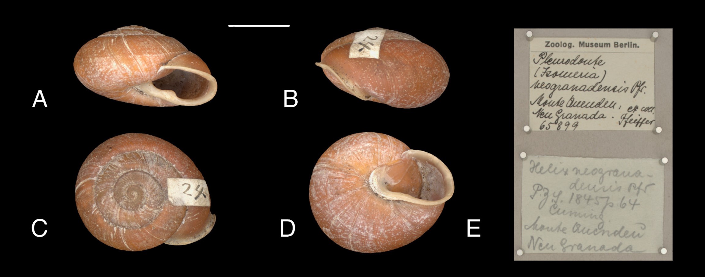 Isomeria neogranadensis (L. Pfeiffer, 1845) Isomeria neogranadensis (L. Pfeiffer, 1845)