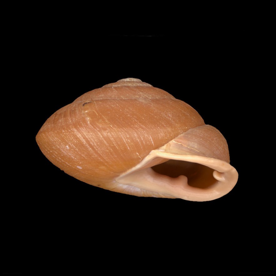 Labyrinthidae - América do Sul